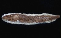 藏品(硬骨魚)的圖片